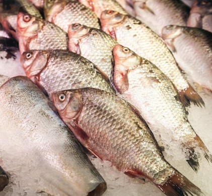 Pescados e Camarões